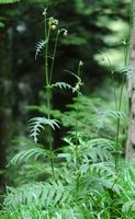 Cirse glutineux. Plante, Montchier. Cliquer pour agrandir l'image.