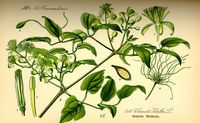 Clématite des haies. Planche d'identification Thomé. Cliquer pour agrandir l'image.
