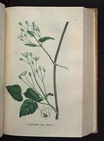 Clématite des haies. Planche d'identification Saint-hilaire. Cliquer pour agrandir l'image.