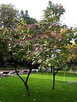 Clerodendron. Cliquer pour agrandir l'image.