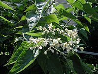 Clerodendron. Cliquer pour agrandir l'image.