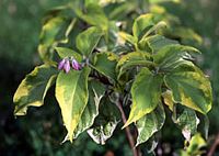 Clerodendron. Cliquer pour agrandir l'image.