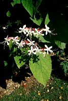 Clerodendron. Fleur. Cliquer pour agrandir l'image.