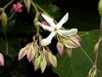 Clerodendron. Fleur. Cliquer pour agrandir l'image.