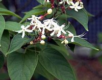 Clerodendron. Fleur. Cliquer pour agrandir l'image.