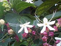 Clerodendron. Fleur. Cliquer pour agrandir l'image.