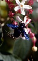 Clerodendron. Avec abeille charpentiere, Chamalières. Cliquer pour agrandir l'image.