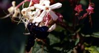 Clerodendron. Avec abeille charpentiere, Chamalières. Cliquer pour agrandir l'image.