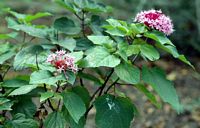 Clerodendron. Clerodendrum bungei. Cliquer pour agrandir l'image.