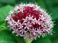 Clerodendron. Clerodendrum bungei fleur. Cliquer pour agrandir l'image.