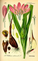 Colchique d'automne. Dessin d'identification. Cliquer pour agrandir l'image.