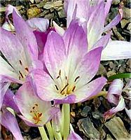 Colchique d'automne. Fleurs. Cliquer pour agrandir l'image.