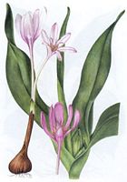 Colchique d'automne. Dessin. Cliquer pour agrandir l'image.