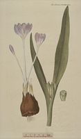 Colchique d'automne. Dessin d'identification. Cliquer pour agrandir l'image.