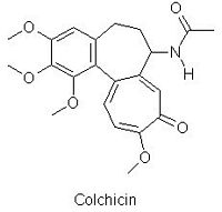 Colchique d'automne. Colchicine. Cliquer pour agrandir l'image.