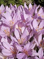 Colchique d'automne. Fleurs. Cliquer pour agrandir l'image.