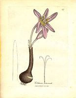 Colchique d'automne. Dessin. Cliquer pour agrandir l'image.