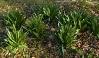 Colchique d'automne. Plants. Cliquer pour agrandir l'image.
