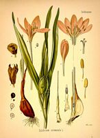 Colchique d'automne. Dessin d'identification. Cliquer pour agrandir l'image.