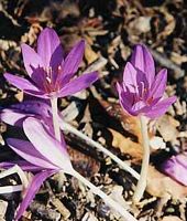 Colchique d'automne. Fleurs. Cliquer pour agrandir l'image.