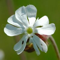Compagnon blanc. Fleur, Côtes de Clermont. Cliquer pour agrandir l'image.