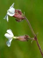 Compagnon blanc. Fleur, Côtes de Clermont. Cliquer pour agrandir l'image.