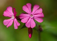 Compagnon rouge. Fleur, Allagnat. Cliquer pour agrandir l'image.
