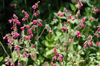 Compagnon rouge. Fleur, Allagnat. Cliquer pour agrandir l'image.