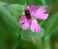 Compagnon rouge. Fleur, Montlosier. Cliquer pour agrandir l'image.