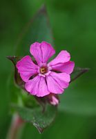 Compagnon rouge. Fleur, Montlosier. Cliquer pour agrandir l'image.