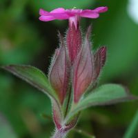 Compagnon rouge. Calice, Montlosier. Cliquer pour agrandir l'image.