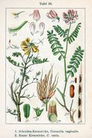 Coronille variée. Cliquer pour agrandir l'image.