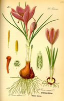 Crocus printanier. Planche d'identification. Cliquer pour agrandir l'image.