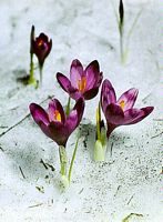 Crocus printanier. Cliquer pour agrandir l'image.