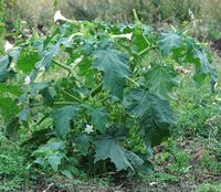 Datura commun. Plante, Côtes de Clermont. Cliquer pour agrandir l'image.