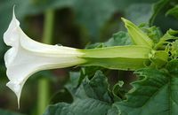 Datura commun. Fleur, Côtes de Clermont. Cliquer pour agrandir l'image.