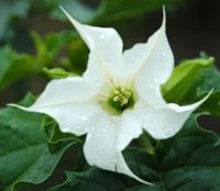 Datura commun. Fleur, Côtes de Clermont. Cliquer pour agrandir l'image.