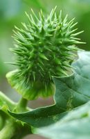 Datura commun. Fruit, Côtes de Clermont. Cliquer pour agrandir l'image.