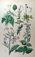 Datura commun. Planche d'identification Hoffmann. Cliquer pour agrandir l'image.