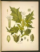 Datura commun. Planche d'identification Koehler. Cliquer pour agrandir l'image.