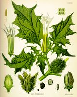 Datura commun. Planche d'identification Koehler. Cliquer pour agrandir l'image.