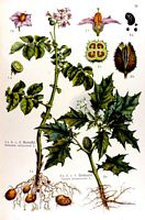 Datura commun. Planche d'identification Losch. Cliquer pour agrandir l'image.