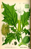 Datura commun. Planche d'identification Thomé. Cliquer pour agrandir l'image.