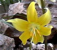 Dent de chien. Fleur. Cliquer pour agrandir l'image.