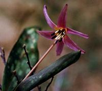 Dent de chien. Fleur. Cliquer pour agrandir l'image.