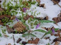 Dent de chien. Hiver. Cliquer pour agrandir l'image.