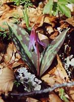 Dent de chien. Plante. Cliquer pour agrandir l'image.