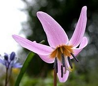 Dent de chien. Fleur. Cliquer pour agrandir l'image.