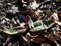 Dent de chien. Plante. Cliquer pour agrandir l'image.