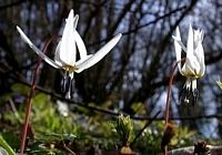 Dent de chien. Plante. Cliquer pour agrandir l'image.